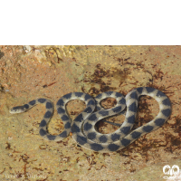 گونه مار دریایی حلقه دار Annulated Sea Snake